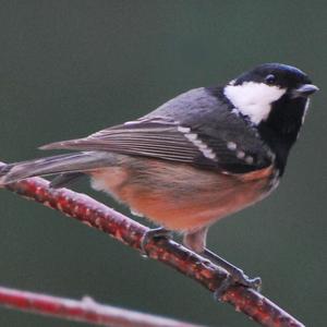 Coal Tit