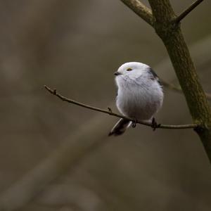 Long-tailed Tit