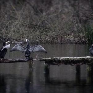 Kormoran
