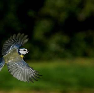 Blue Tit