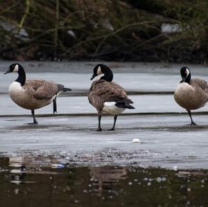 Canada Goose