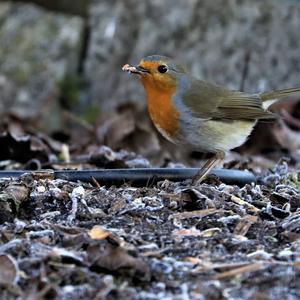 European Robin