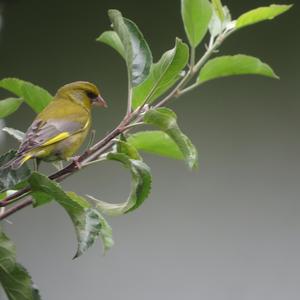 European Greenfinch