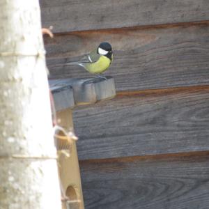 Great Tit