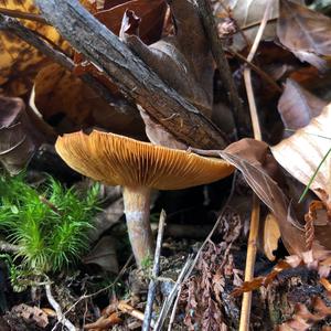 Geflecktblättriger Flämmling