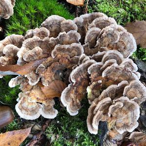 Turkey-tail