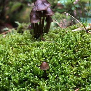 Unknown Species