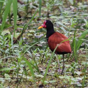 Wattled Jacana