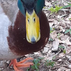 Mallard