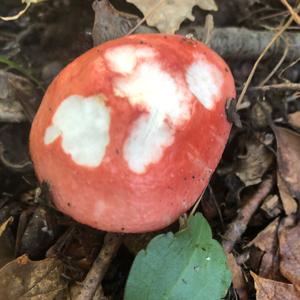 Emetic Russula