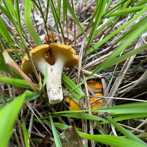 Chanterelle, Common