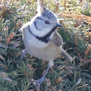Crested Tit