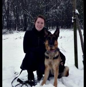 Deutscher Schäferhund