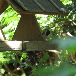 Willow Tit