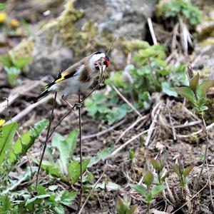 European Goldfinch