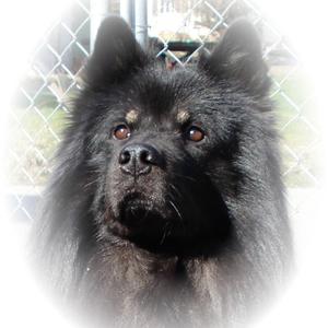 Eurasier