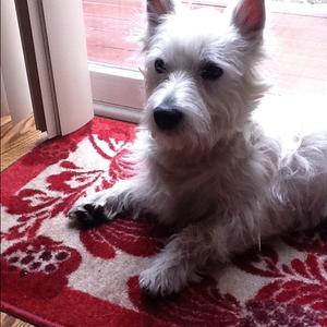 West Highland White Terrier