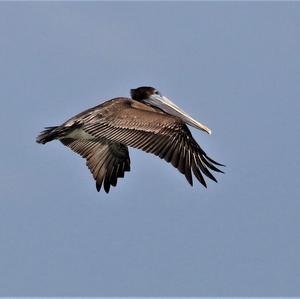Brown Pelican