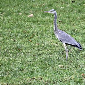 Grey Heron