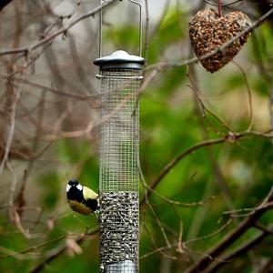Great Tit