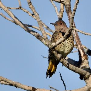 Northern Flicker