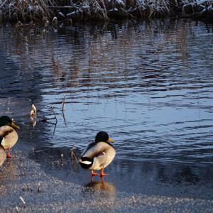 Mallard