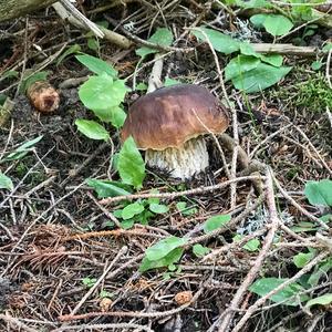 Steinpilz