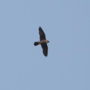 Peregrine Falcon