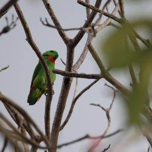 Blue-crowned Hanging-parrot