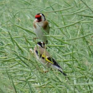 European Goldfinch