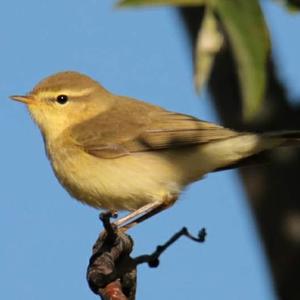 Willow Warbler