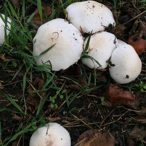 Feldegerling