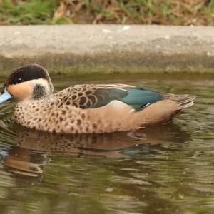 Hottentot Teal