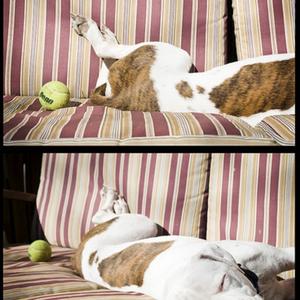 American Pit Bull Terrier