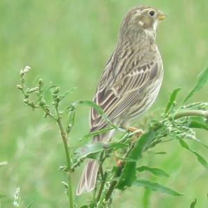 Corn Bunting