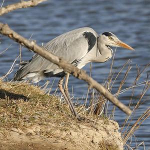 Grey Heron