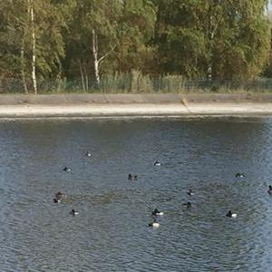 Tufted Duck