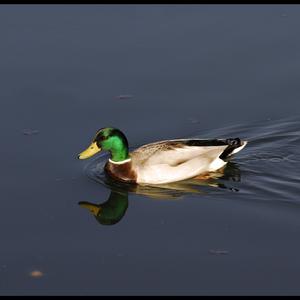 Stockente