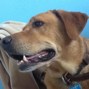 Retriever (Labrador)