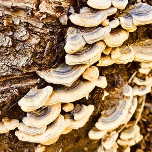 Turkey-tail