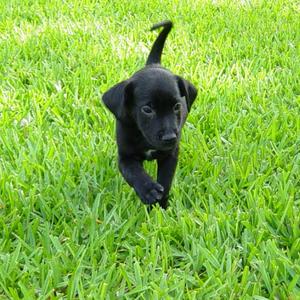 Retriever (Labrador)