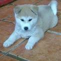 Akita Inu
