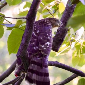 Cooper's Hawk