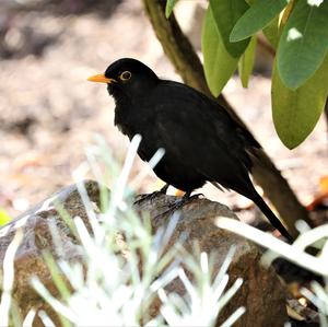 Amsel