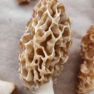 Yellow Morel