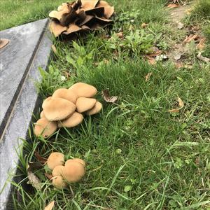 Unknown Species