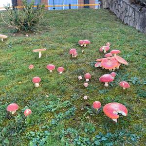 Fliegenpilz