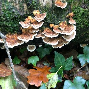 Turkey-tail