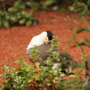 Masked Lapwing