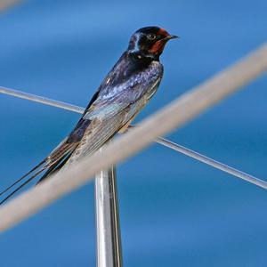 Barn Swallow